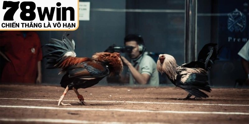 Những sai lầm cần tránh khi cá cược gà