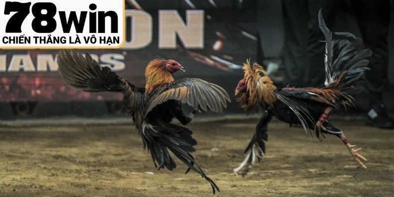 Chiến thuật đặt cược hiệu quả và thông minh