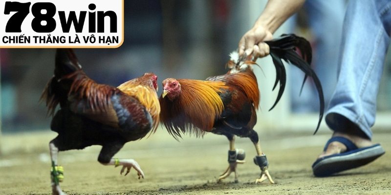 Những giống chiến kê nổi tiếng trên thế giới