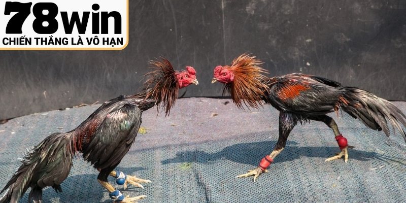 Các bước tham gia cược gà đơn giản nhất