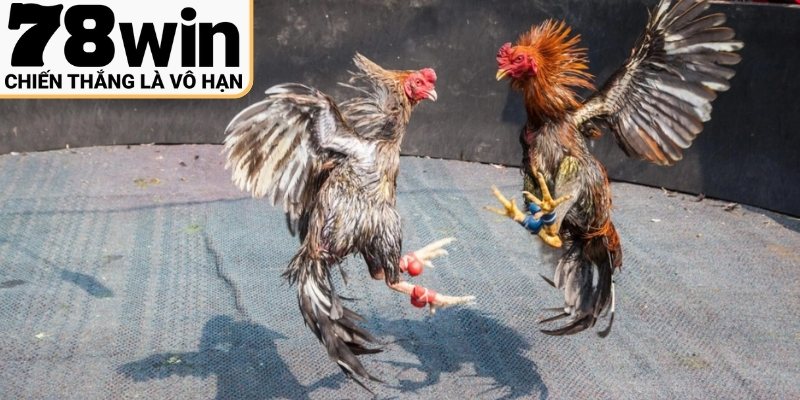 Giới thiệu tổng quan về đá gà thomo chuyên nghiệp