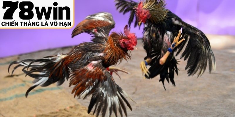 Chia sẻ kinh nghiệm cược gà từ cao thủ