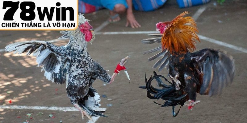 Bí quyết cược hiệu quả cho người tham gia