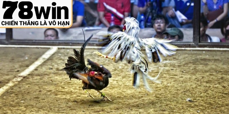 Tổng quan đá gà trực tuyến và cách vận hành