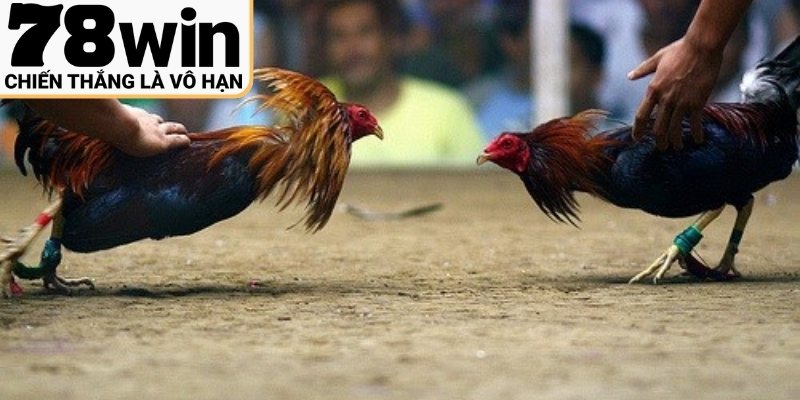 Ưu điểm khi tham gia cược gà đá online